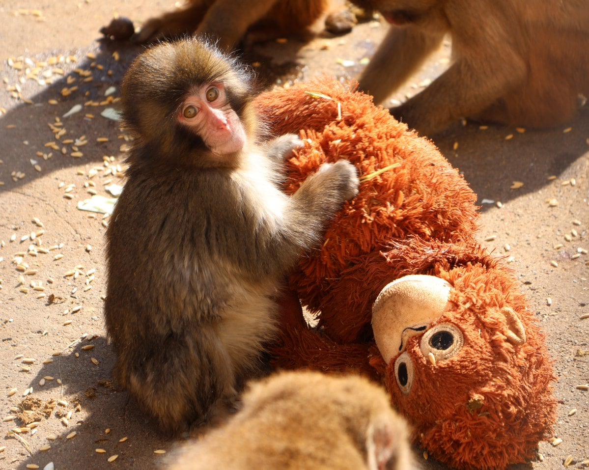 オランウータンのぬいぐるみに抱きつくパンチくん。市川市動植物園公式Xより。