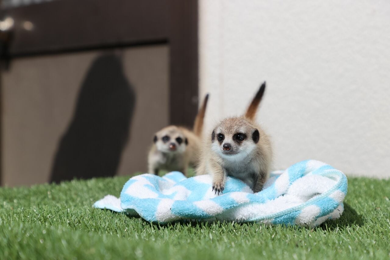 双子のミーアキャットの赤ちゃん