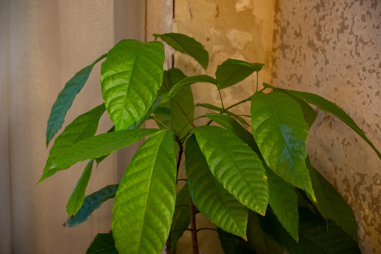 店内にあるカカオの鉢植え。壁にも、カカオハスクが混ぜ込まれている。