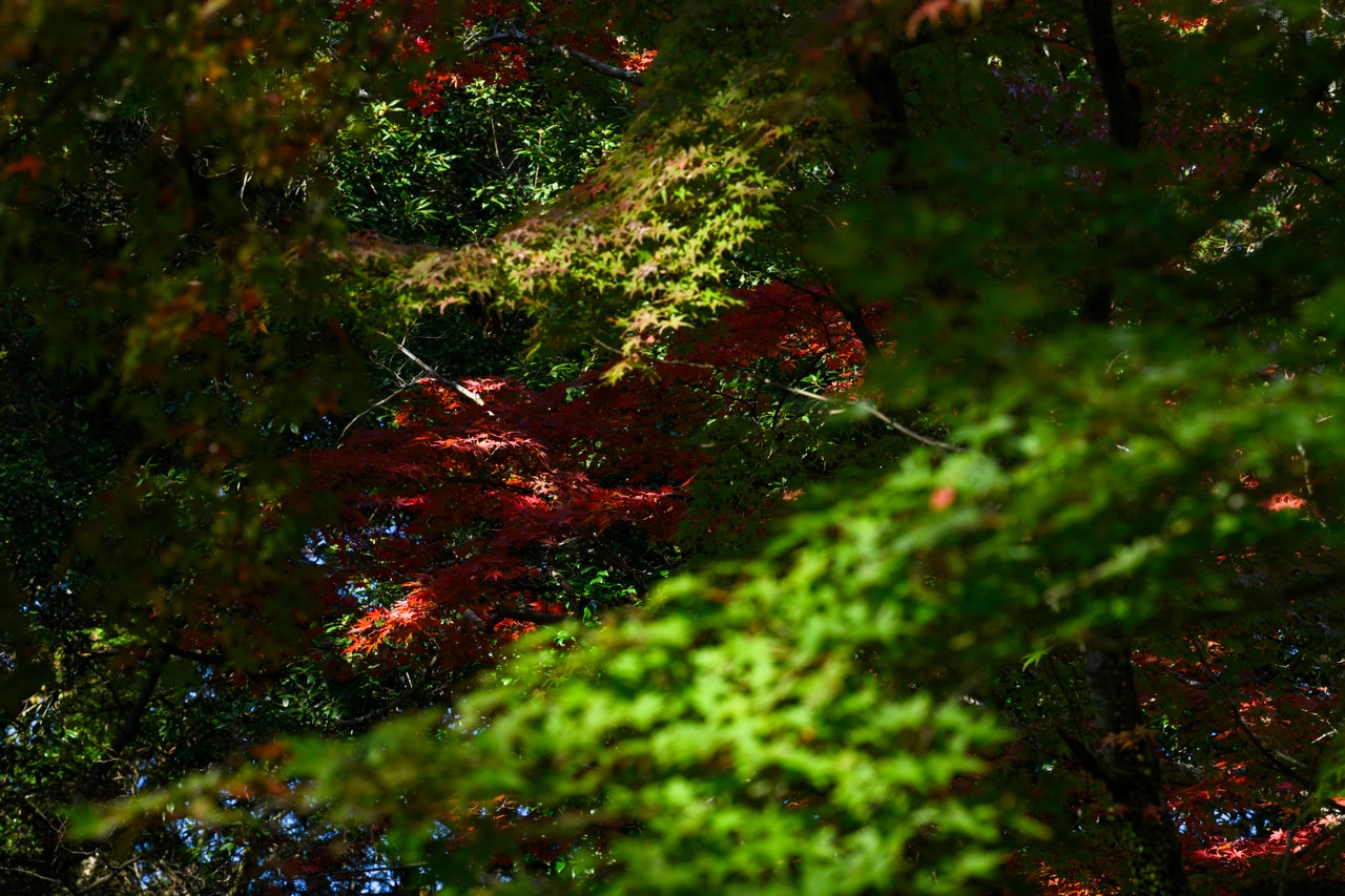 編集部スタッフが訪れた11月21日（木）には、まだまだ紅葉と新緑が入り混じるような状況だった。