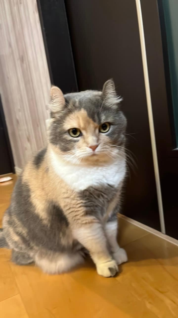 ムギちゃん ♀ 8歳。「毎日家族に癒しを届けてくれるムギちゃん！　甘えん坊なんだけど恥ずかしがり屋な部分もあります！　いつもありがとう！」（飼い主さんより）。