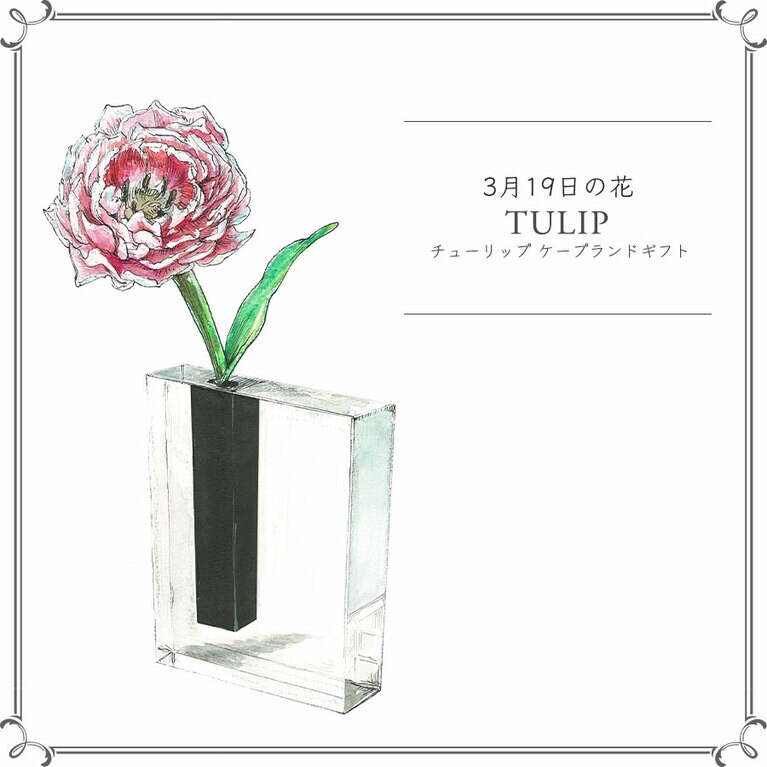 3月19日の花「チューリップ ケープランドギフト」