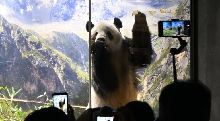 敢えて取りづらい場所に設置されたリンゴを、立って取るシャオシャオ。刺激になり、体も鍛えられる。（2026年1月20日、筆者撮影）