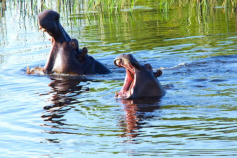 水辺ではカバの親子もたくさん。カバのあくびは威嚇行動といわれるので、親の真似して子どもも目一杯口を開けていた。