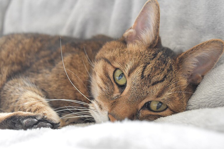 小太郎 ♂ 16歳。現在16歳。現在闘病中ですが、寝ているところを撮っていると睨まれてしまいました。顔は16歳に見えないほど若々しく見えます(親バカ)。