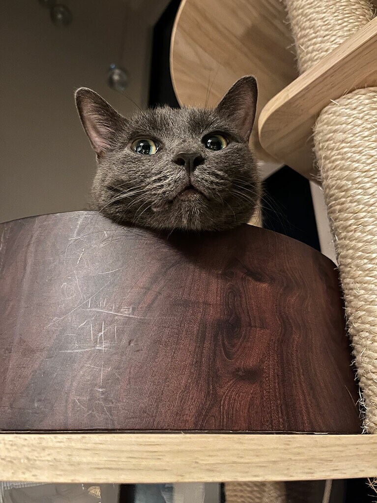 ドラ ♀ 5歳。ツンデレだけど、めっちゃ甘えん坊なかわいすぎるニャンコです。