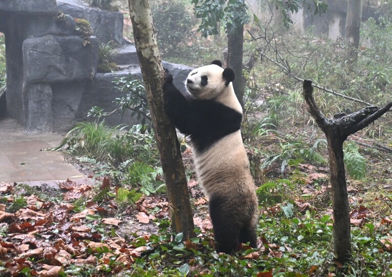オランダで生まれ、雅安碧峰峡基地に来たファンシン（2024年12月8日、筆者撮影）
