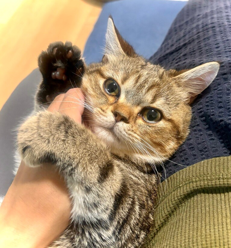 ぽちゃ ♂ 7カ月。首をなでるとゴロゴロと鳴いて気持ち良さそう。可愛い肉球お手手をにぎにぎしてくれました（しあぽったんさん）