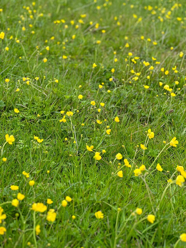 地熱で温かいこともあって花が咲いているところも。