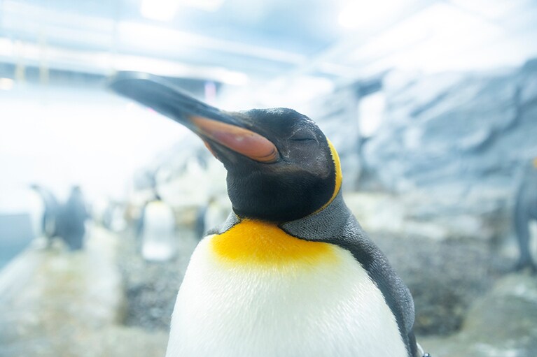 さすが、キングペンギン。王の風格です。