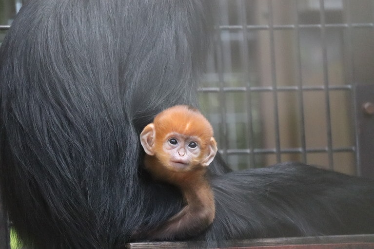 5月7日撮影のダイダイ／写真提供＝ズーラシア