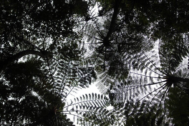 亜熱帯らしい、ヒカゲヘゴの密林。