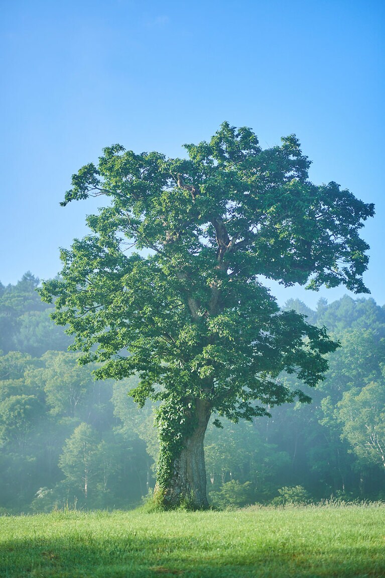 カヤの平高原キャンプ場