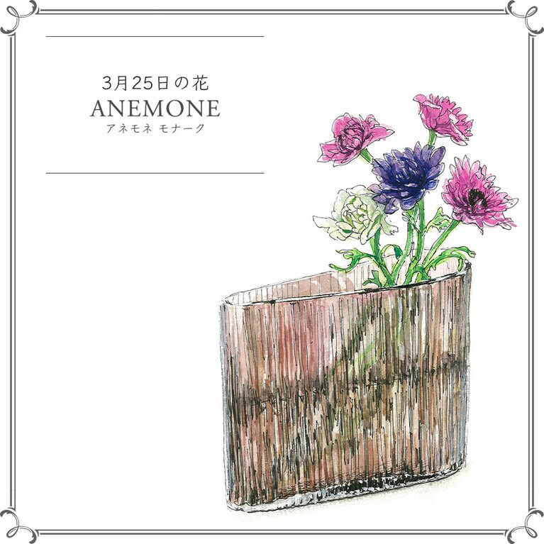 3月25日の花「アネモネ モナーク」