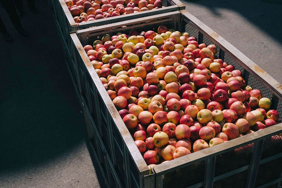 工場に運ばれた新鮮なりんご。傷があったり軸が取れているものもあるが、美味しさは保証付き。