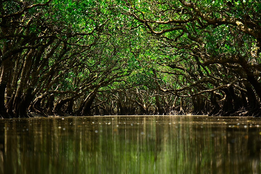 【鹿児島県】黒潮の森 マングローブパーク。©OCVB_KPVB