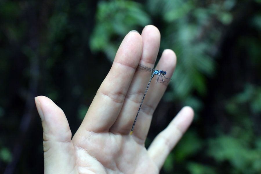 指紋がつかないように指の腹でキャッチしたリュウキュウルリモントンボ。沖縄の固有種です。