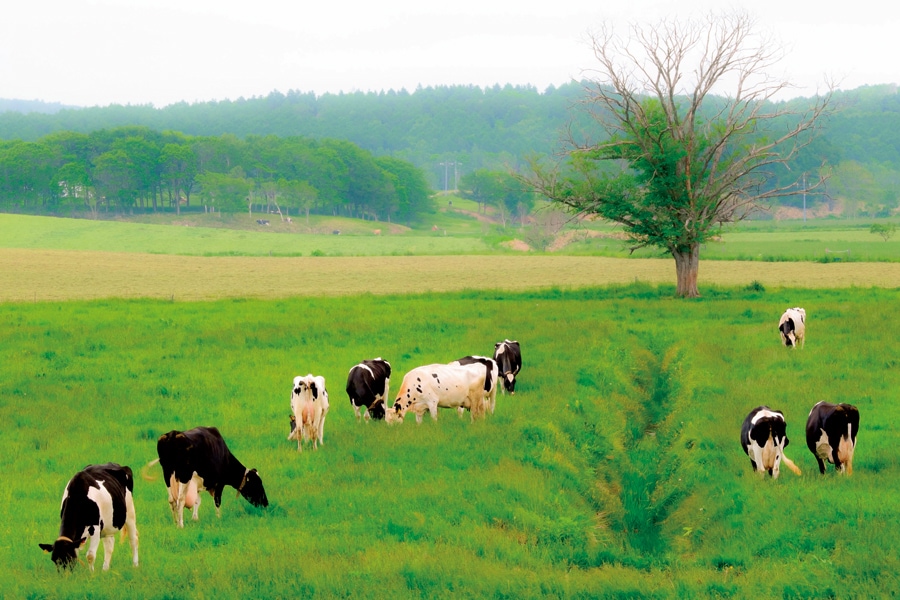 【川島旅館】夏は牧草地に乳牛が放牧されてのどか。豊富町の新鮮な牛乳を使った、宿オリジナルのバターも絶品。