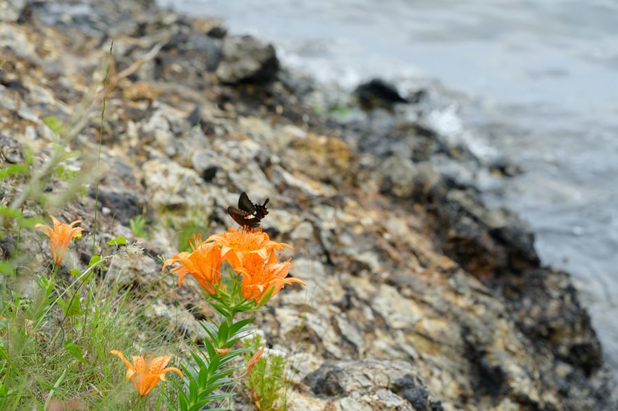 ユリ科では珍しく、空に向かって花が咲く岩ユリ。
