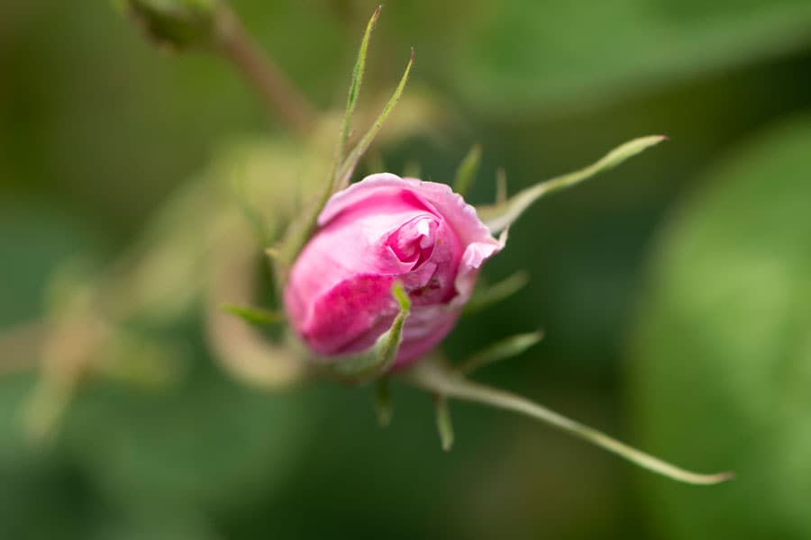 ダマスク・ローズ：オールドローズ。花は半八重の盃咲きで、中身は4つに分かれるバラ。いわゆるダマスク系の香り。