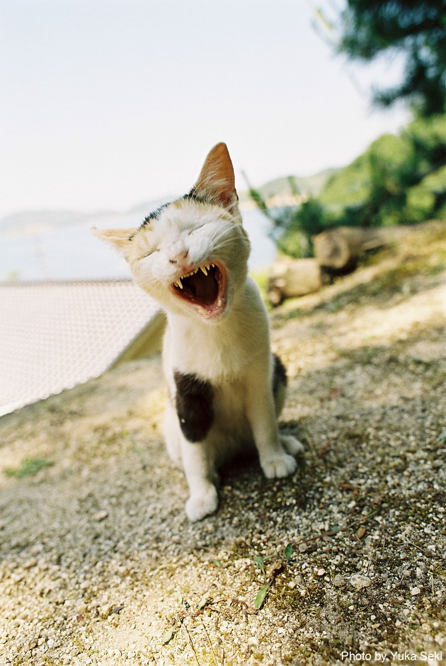 眠気に誘う猫ちゃん。2005年7月、瀬戸内海の島で撮影。