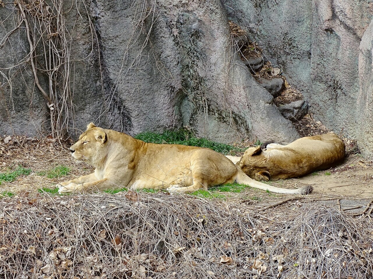 くっついて寝る2頭。
