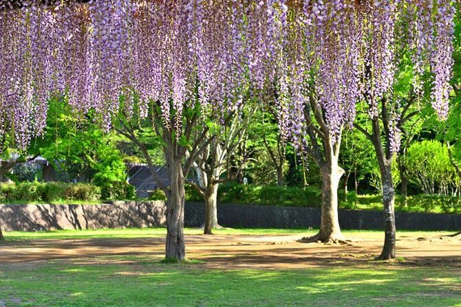新林公園の藤棚。写真：masy/イメージマート