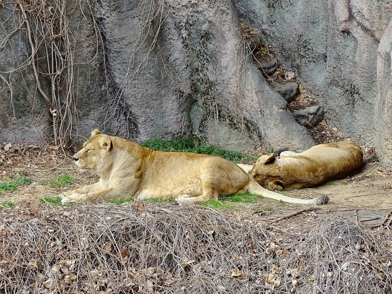 くっついて寝る2頭。