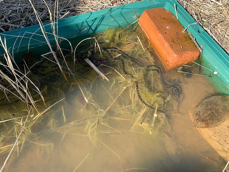 アズマヒキガエルの卵のう。