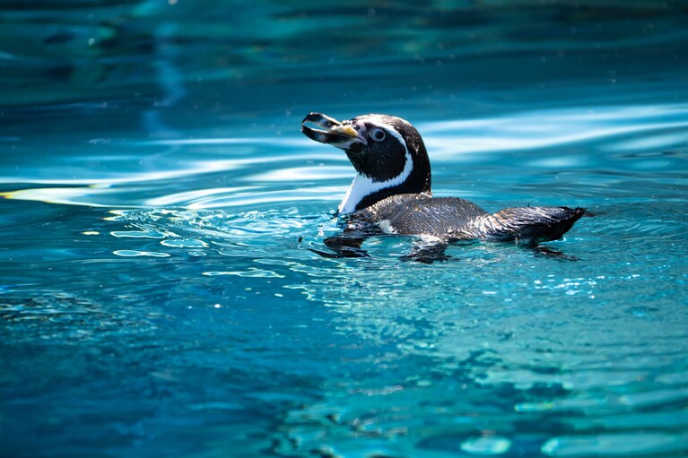 小菅さんは1995年に旭山動物園の園長に就任。旭山動物園を日本最北にして“日本一の入場者を誇る動物園”に育て上げた。©アフロ、Tamtanboo/イメージマート