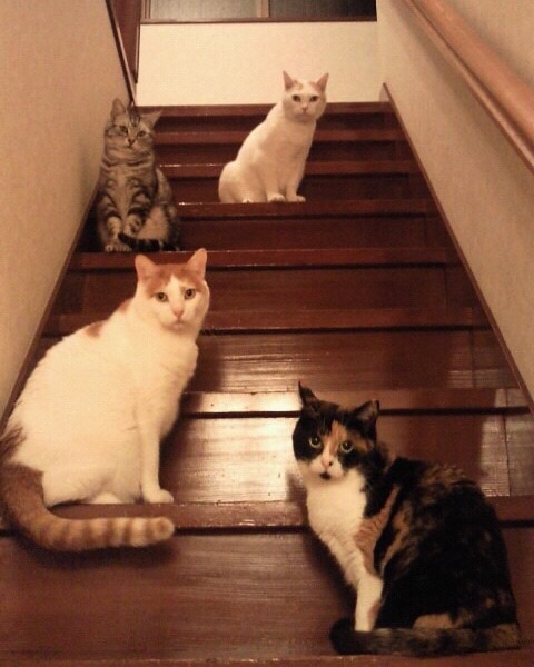 上から：チロ ♂、ミー♂、ウズ♂、ミケ♀。「奇跡的に階段で全員ポージングした写真」（飼い主さんより）。