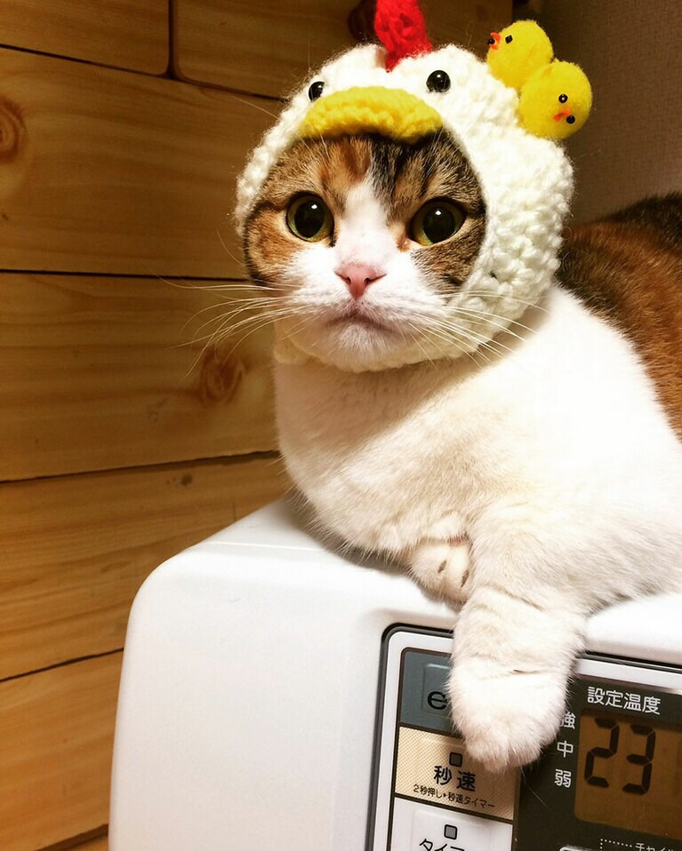 うらら メス 9歳。冬はヒーターの上が定位置です。被り物は会社の先輩の手作りで、うらちゃんにピッタリでかわいさ倍増！むくむくお手々と相まってずっと見ていられます。（うらちゃんLOVEさん）。