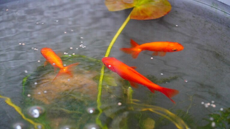 うちの子ベストショット②「春になり餌の食いも良くなった」