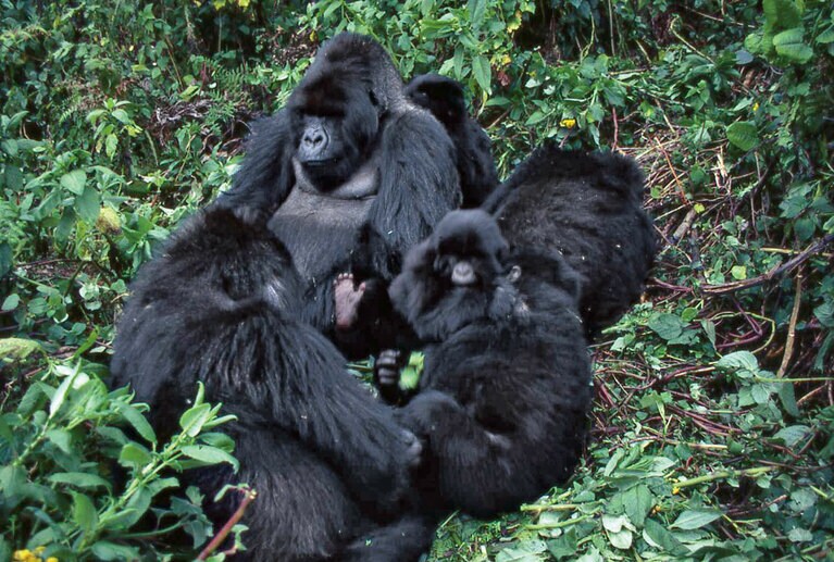 マウンテンゴリラの家族。子ゴリラは一日中父親から離れず過ごし、不安になればお腹に抱き着く。