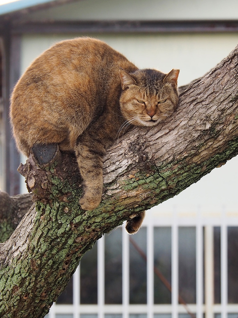 「かったりぃ～のニャ～～今日はなんもしないからニャ～～」