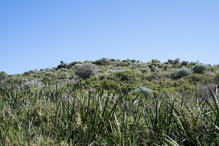 オーストラリアらしい植物も元気に。