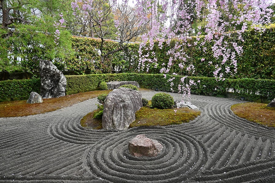 【京都府】退蔵院 陰陽の庭としだれ桜。写真：kamogawa/イメージマート