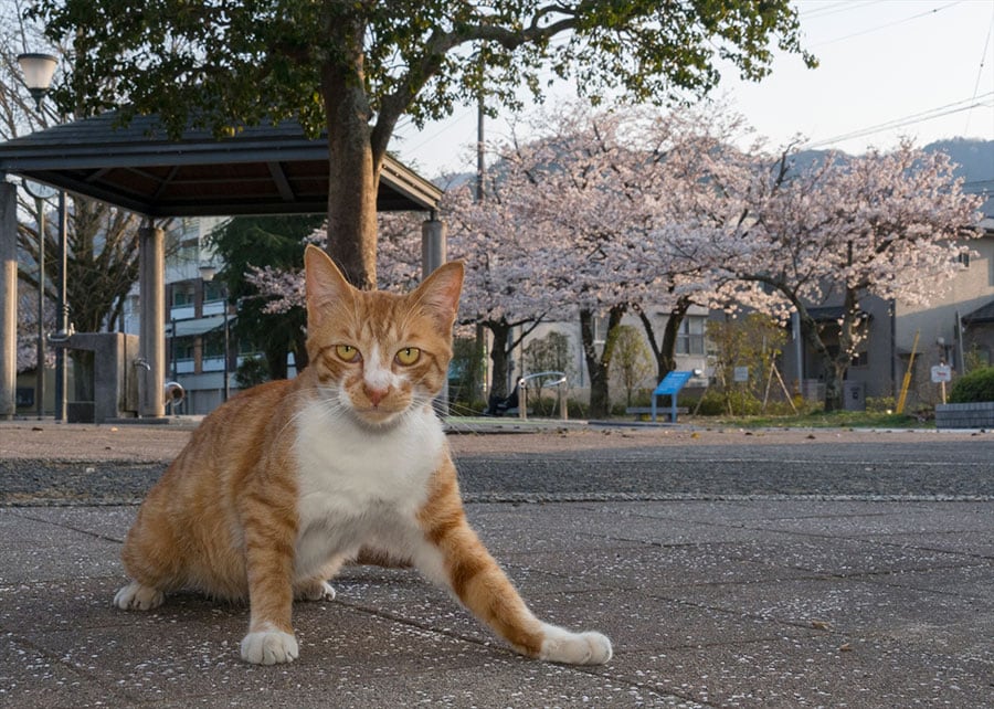 背景に桜を入れるために、カメラを地面に置いて撮影。