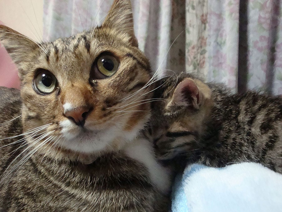 ナル ♂ 16歳。（左がナル、右は里親引き取られ済み）2010年、野良子猫を一時保護中の様子。血の繋がりないけど似た模様で、お世話してました。