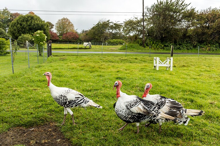 七面鳥も放し飼い。