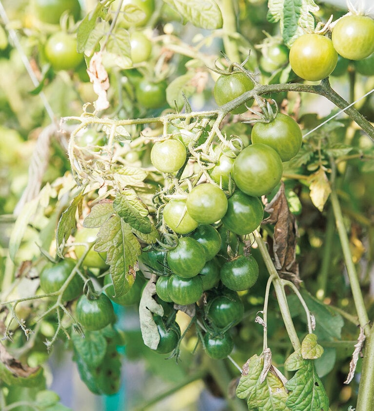 通常では市場に出せず廃棄されてしまう野菜も活用できるのがファームを持つ醍醐味。