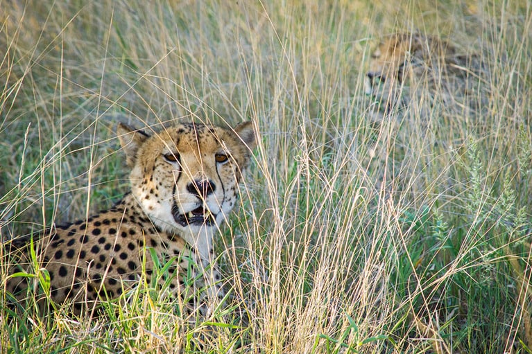 狩りをすべく草むらに隠れたチーターたち。すっぽり草むらに身を潜め、獲物を待つ。