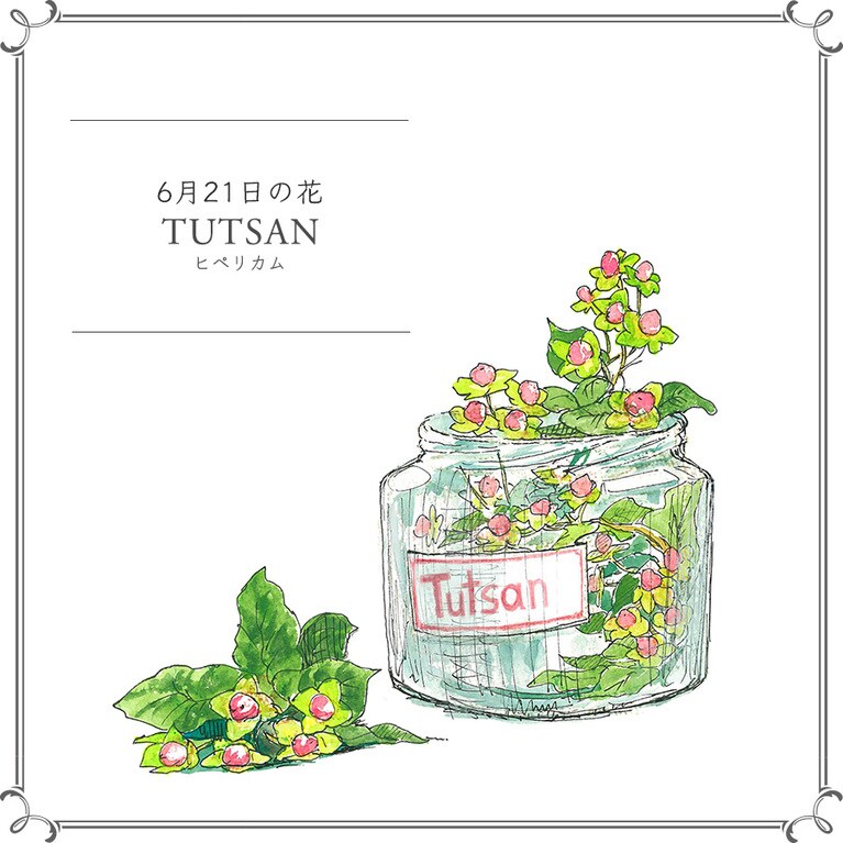 【6月21日の花】ヒペリカム