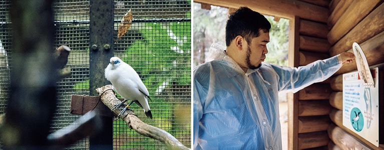（左）隣接された横浜市繁殖センターで飼育下繁殖しているカンムリシロムク。（右）分類表や展示物に必ず目を通す。「勉強しかしてこなかったから、こういうものを読まないと理解できないんです」。