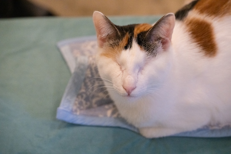 島子ちゃん ♀ 1歳。甘えん坊の全盲猫。目が見えないとは思えないほど元気に遊んでいた。