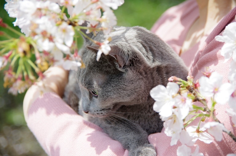 いちご ♀ 15歳。「いちごが体調を崩す前にお花見に行った時の写真です。人が多いところは苦手だけど、ママの腕の中だと安心して桜の花に興味を示します」（飼い主さんより）。