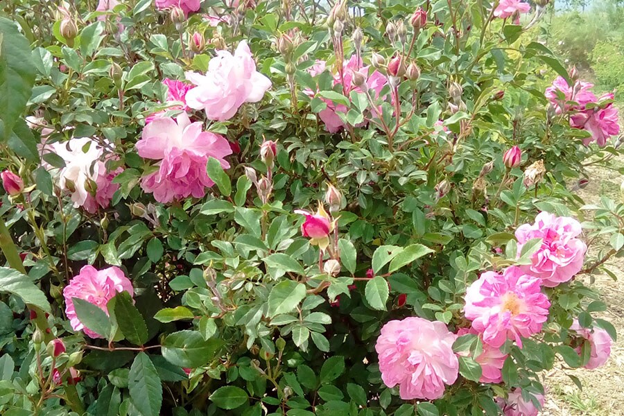 最高峰グラースのローズ・ド・メイ。今年だけしか出会えない限定の香りは、明け方、花が開く前に収穫し、香りを閉じ込めることで創られる。