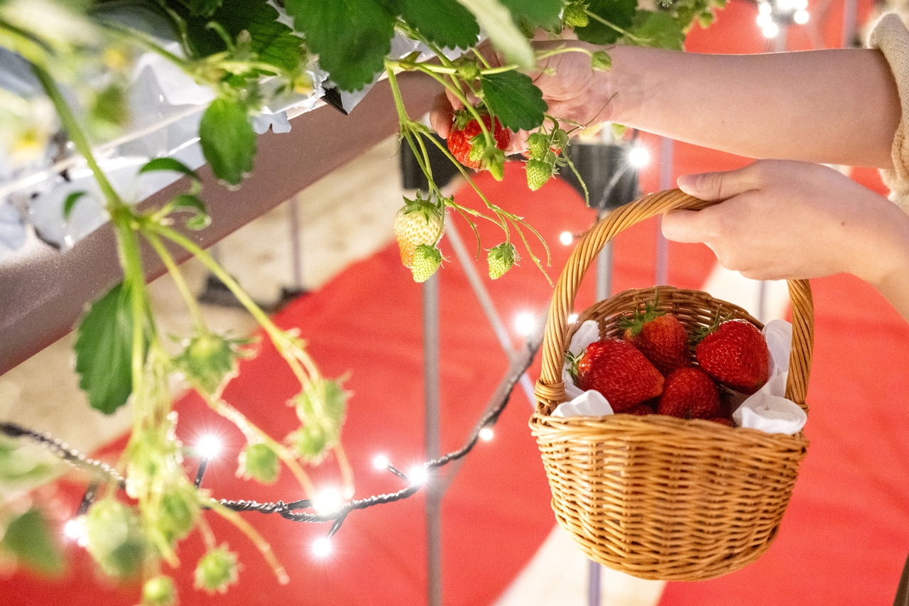 摘みたての味は格別。