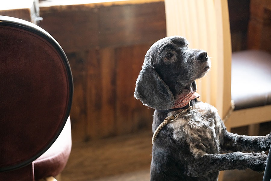 おりこうさんな犬たちと会えるかも。