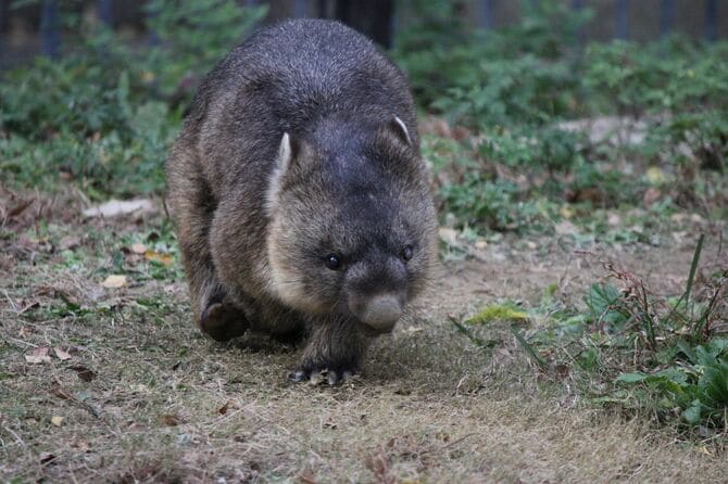 日本に6頭しかいない！可愛すぎる珍獣ウォンバットを知ってい